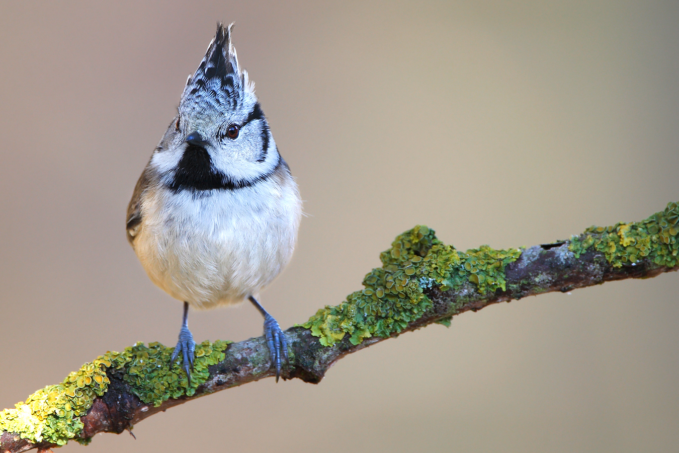 Crested tit